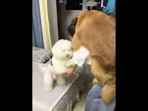 Funniest & Cutest Puppies - Funny Puppy Videos BaBy Animals | Dog Are Awesome