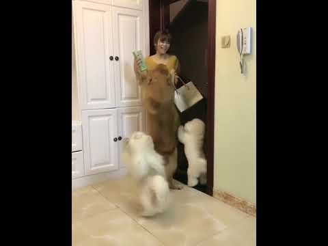 Funniest & Cutest Puppies - Funny Puppy Videos BaBy Animals | Dog Are Awesome