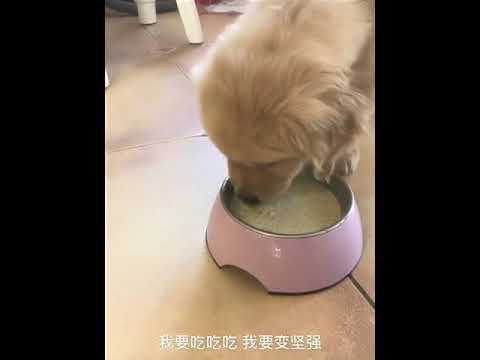 Funniest & Cutest Puppies - Funny Puppy Videos | Cute and Funny Dog Videos | Minutes of Funny Puppy