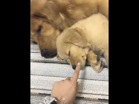 Funniest & Cutest Puppies - Funny Puppy Videos | Cute and Funny Dog Videos | Minutes of Funny Puppy