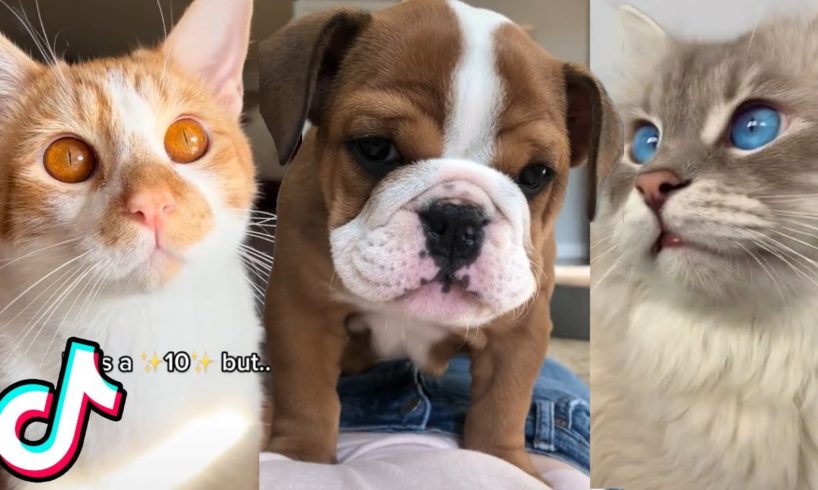 17 Minutes Of The Cutest Animals on TikTok