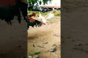 Amazing playing Two Rooster #shorts #funny #cutepet #rooster #amazing