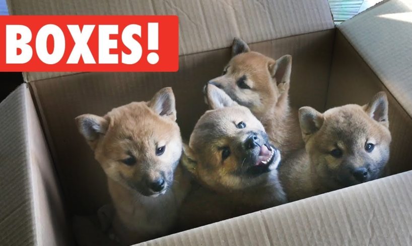 Animals Who Love Boxes! | The Pet Collective