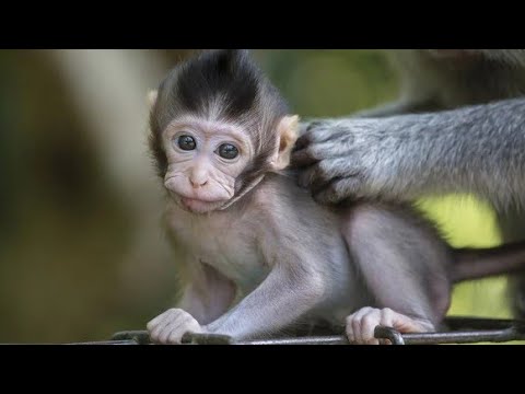 Animals baby playing video2022 #youtube #monkeyvideo2022 #animals