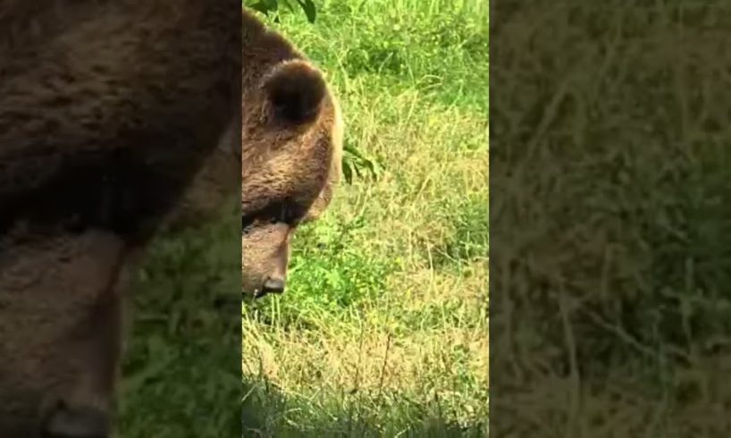 Bear and panda fighting #short #panda #bear #pets animal #shorts