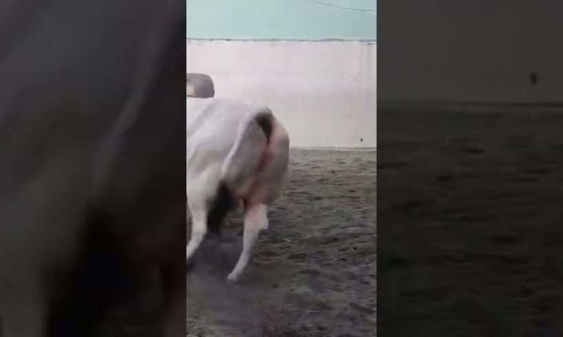 Beautiful scene of grey brahman bull playing 😱😱 #animals #animalshorts #bull #cow #shorts #short