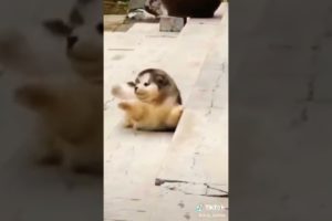 CUTEST PUPPIES *FUNNY TIKTOK*