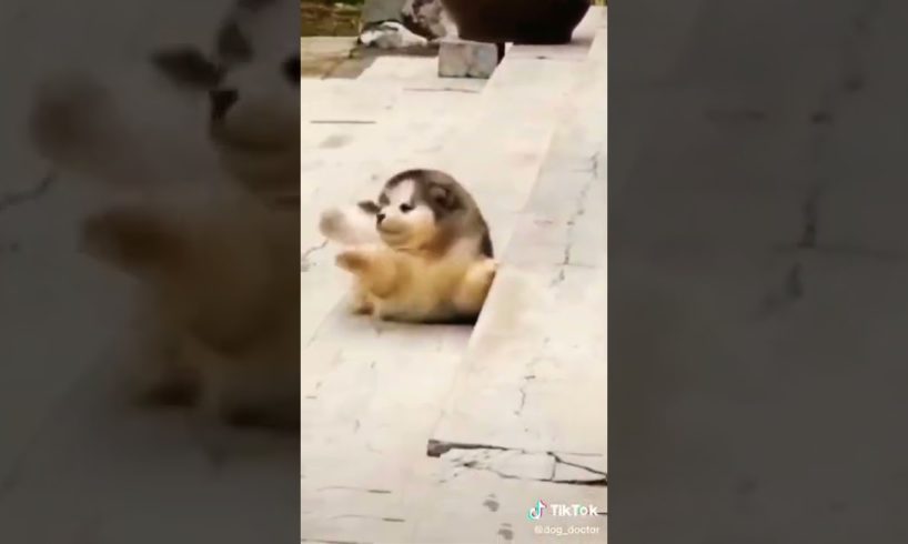 CUTEST PUPPIES *FUNNY TIKTOK*