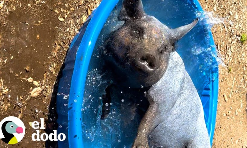 Cerdo que pasó su vida en un laboratorio ve el sol por primera vez | El Dodo