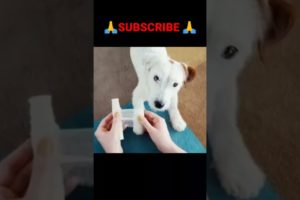 Cute Dog Rescue ❤️ cute animal #shorts #shortvideo #viralvideo #trending #funny #animals #tiktok