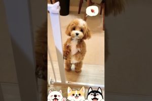 Cutest Puppy🐶 Dog Videos 🐕Cute Puppies🐶