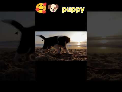 Cutest Puppy😘😘  Videos Compilation Cute moment - Cutest Animals #shorts #animals