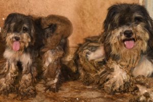 Dogs rescued from filthy conditions at residence in Mexico