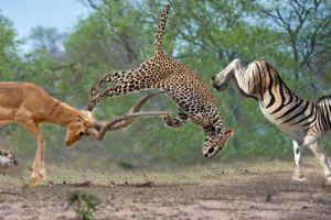 How Cheeatah hunts Antelope, Zebra - Wild animal fights for survival