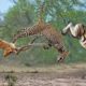 How Cheeatah hunts Antelope, Zebra - Wild animal fights for survival