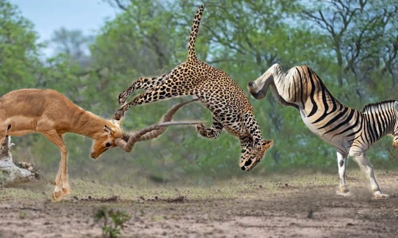 How Cheeatah hunts Antelope, Zebra - Wild animal fights for survival