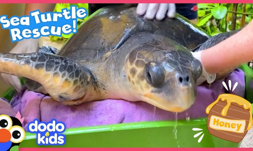 How Will Rescuers Use HONEY To Save This Sea Turtle? | Rescued! | Dodo Kids