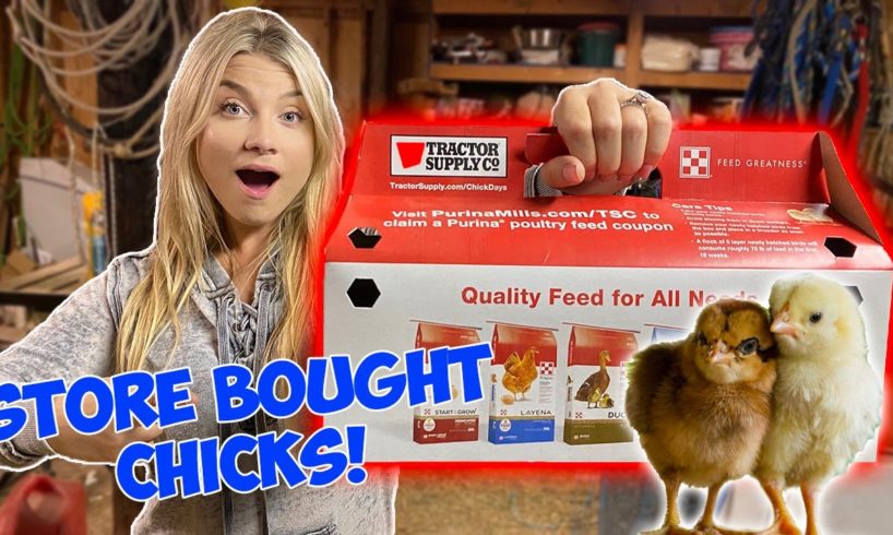 I Bought CHICKS From the Feed Store! NEW PETS *Cute Baby Animals*