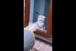 Just playing #funny cats #cutecats #cats  #cat #pets #pet #catlover #petslover #shorts