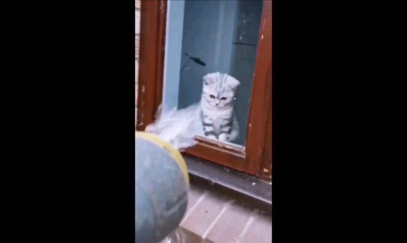 Just playing #funny cats #cutecats #cats  #cat #pets #pet #catlover #petslover #shorts