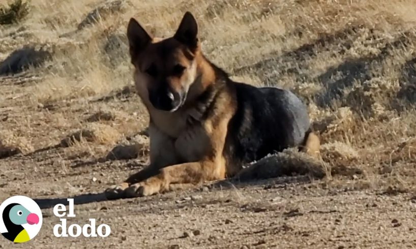 Mujer va al desierto todos los días para intentar rescatar a un pastor alemán | El Dodo