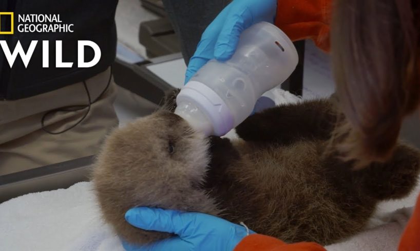 Nursing a Sea Otter Pup Back to Health | Alaska Animal Rescue