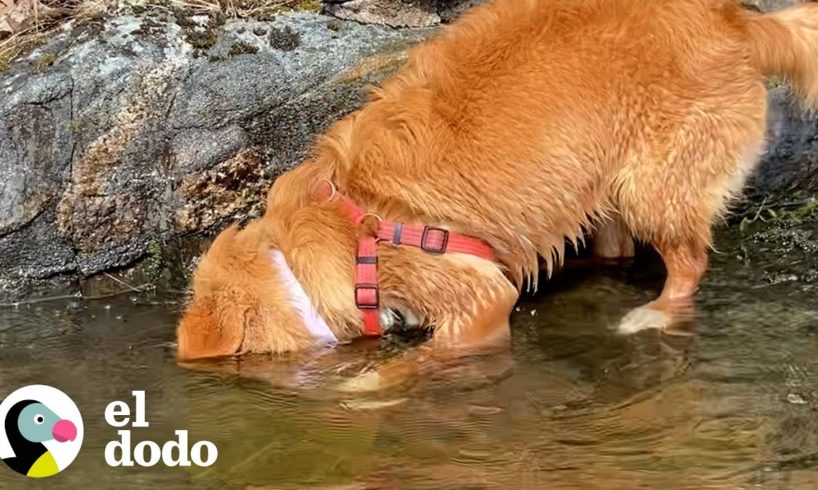 Perro es un buceador de piedras experto  | El Dodo