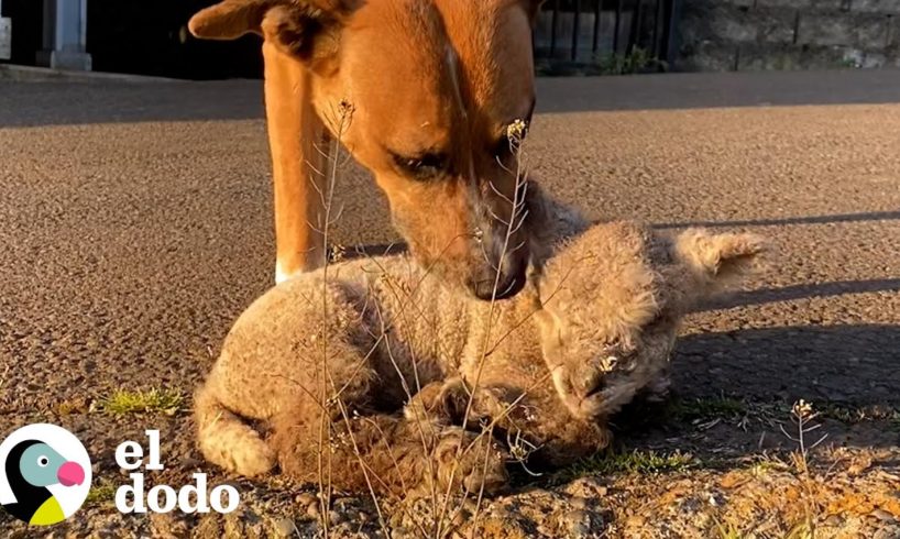 Perro ve llorar a un pequeño cordero y decide adoptarlo | Parejas Disparejas | El Dodo