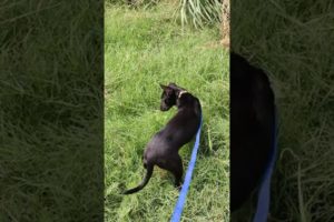 Playing in grass #shorts #petanimals #straydogs #youtubeindia #youtubeshorts #shortsvideo #animals