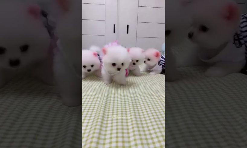 Pomeranian puppies tiktok video #pomeranian #pomeranianpuppy #shorts #youtubeshorts #yshortsindia