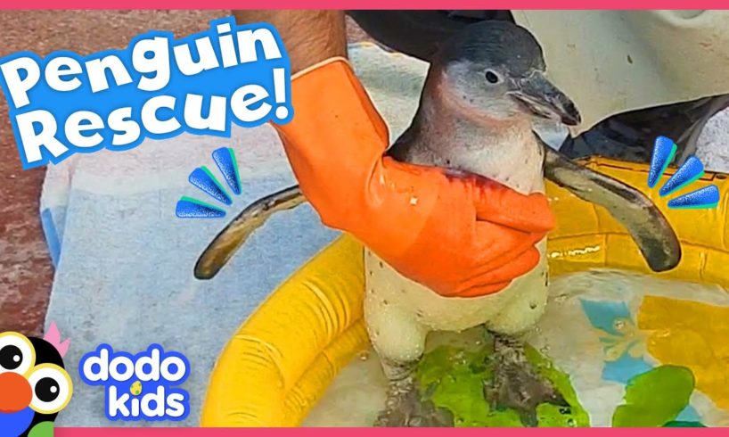 Rescued Penguin Is So Afraid of Water! What Will Her Rescuers Do? | Dodo Kids | Rescued!