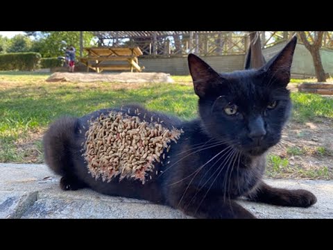 Shy Black Stray Cat Is Very Hesitant To Take Our Food (Animal Rescue Video)