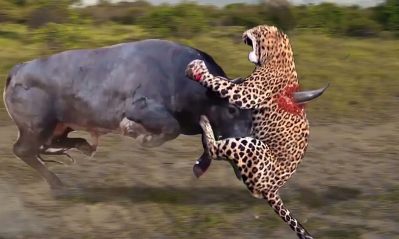 Strongest Animals In Africa ► Buffalo Vs Lion; Leopard Receives Fierce Attacks From The Buffalo Herd