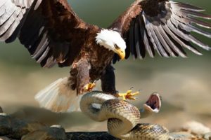 The Eagle Mentality Most Amazing Moments Of Wild Animal Fights! Wild Discovery Animals | Eagle music