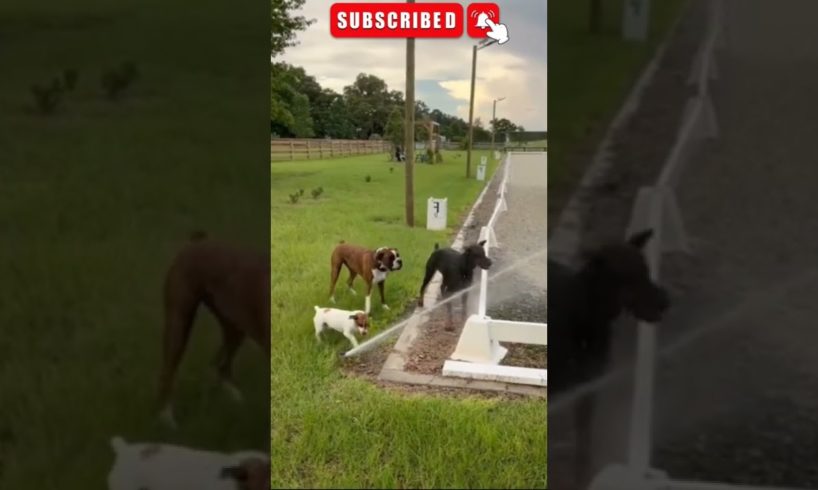 Three Dogs Try To Drink From A Sprinkler Together - funny dog videos 2022 #shortsfeed #shorts #dogs