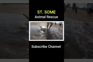 Top 5 Amazing Animal Rescues #Shorts