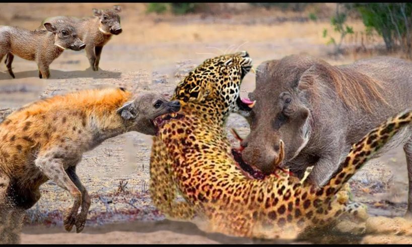 Unbelievable... Hyenas Attack Leopards To Rescue Warthog || Wild Animal Attack 2022