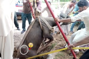 Unbelievable peoples rescue Buffalo , Most Inspiring Animal Rescues, katta Rescue by peoples