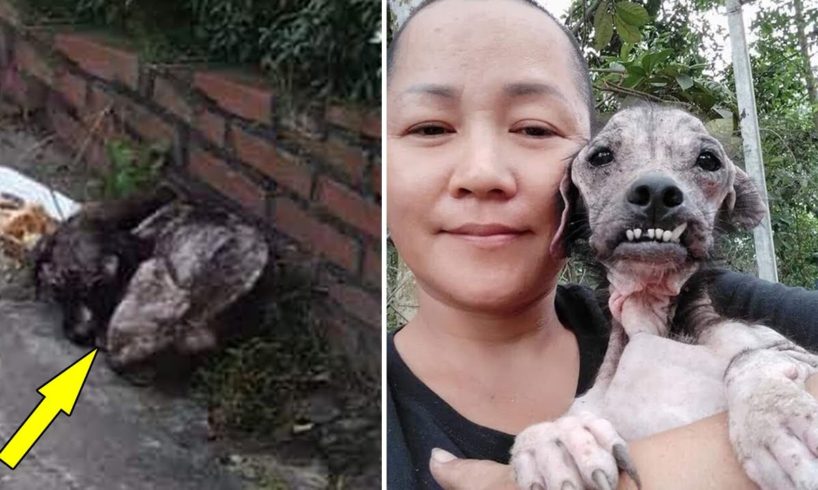 Woman Broke Into Dog Meat Slaughterhouse To Rescue Poor Dog And Unbelievable Ending