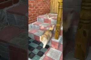 cute cats playing 🥰 😍 #cute #shorts #cats #viral #trending