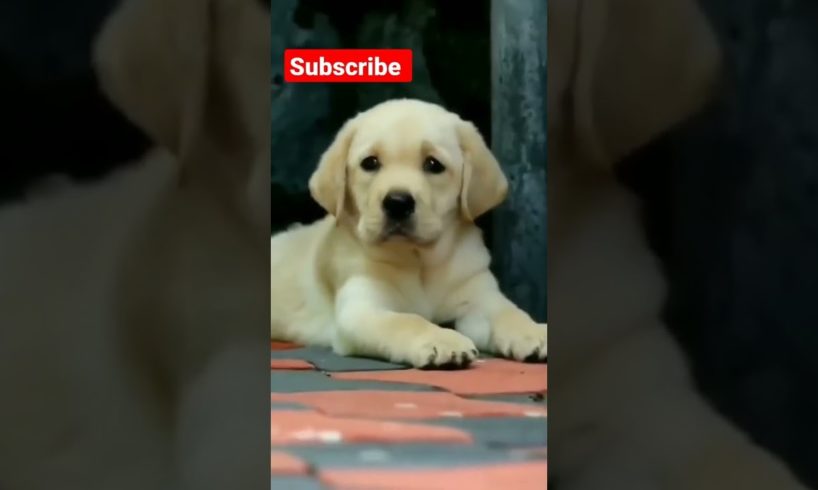 cutest puppies | Cute labrador | funny puppies #puppy #cutedog #cutepuppy