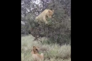 lions are playing #lion #animals #wildlife #safari