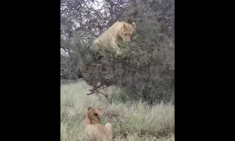 lions are playing #lion #animals #wildlife #safari