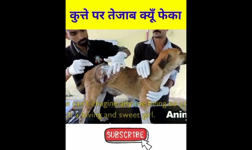 🥱इस कुत्ते 🐶 को लोगो ने मौत से भी बुरी सजा दी है | dog rescue | Save dog life #shorts