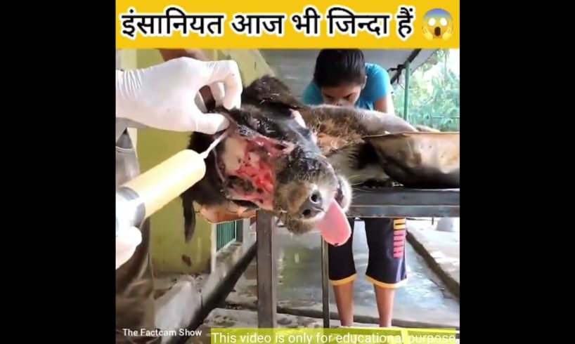 किसने की डॉगी की ऐसी हालत।#shorts #ytshorts #animals #dog #rescue #dogrescue #humanity #viral