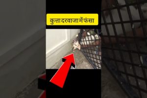 कुत्ता Gate के दरवाजे में फंस गया Animal Rescue | #facts | #viral | #shorts