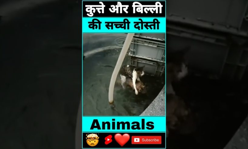 कुत्ते और बिल्ली की सच्ची दोस्ती #humanity #dogrescue #shorts