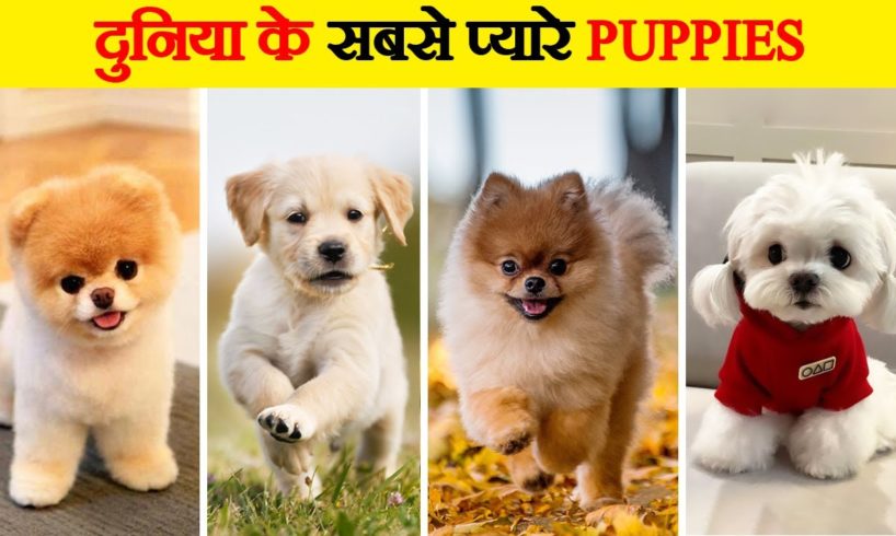 दुनिया के 10 सबसे cute Dog Babies | Top 10 Most Adorable Puppies in the World