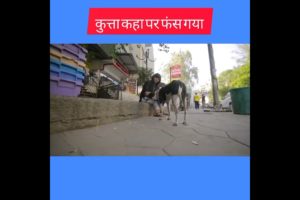 यह कुत्ता फिर कहां पर फंस गया है 😭😭❤️🤭 Motivational Video | Animal Rescue #shorts