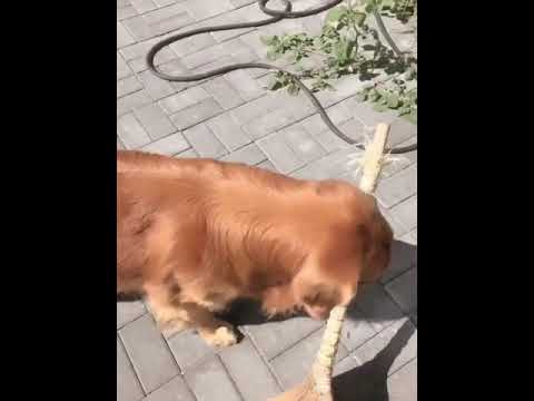 Funniest & Cutest Puppies - Funny Puppy Videos | Cute and Funny Dog Videos | Minutes of Funny Puppy